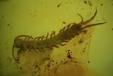 Detailed Fossil Centipede (Chilopoda) In Baltic Amber - Rare! #84640-1